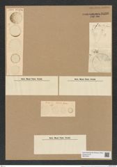 Actinoptychus sp. (de-Toni-Nr.: Genus 227) Zeichnungen Sammlung Grunow Nr. 9536 (NHMW-BOT-W0379531)